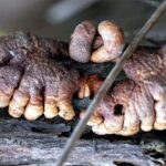 Scientists were surprised to see a rare fungus ‘Zombie Finger’ grew in Australia during the Corona period