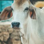 Allahabad Court: Cow Culture of India; be declared national animal