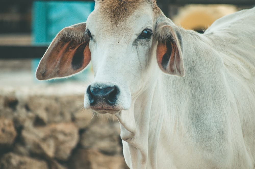 इलाहाबाद कोर्ट: गाय भारत की संस्कृति; घोषित किया जाए राष्ट्रीय पशु